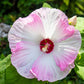 10 Luna PINK SWIRL Hardy HIBISCUS Moscheutos Flower Seeds