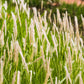 500 DERBY TIMOTHY GRASS Ornamental Phleum Pratense Seeds
