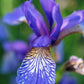 20 ALASKA IRIS Setosa Wild Flag Beachhead Blue Purple White Yellow Native Wetland Flower Seeds