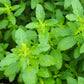250 Green Tulsi HOLY BASIL Ocimum Sanctum Tenuiflorum Herb Flower Seeds