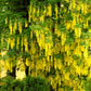10 GOLDEN CHAIN TREE Goldenchain Laburnum Anagyroides Yellow Flower Seeds