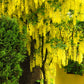 10 GOLDEN CHAIN TREE Goldenchain Laburnum Anagyroides Yellow Flower Seeds