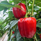 150 BIG RED Bell PEPPER Sweet Capsicum Annuum Vegetable Seeds