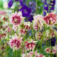 25 NORA BARLOW Pink COLUMBINE Aquilegia Caerulea Flower Seeds