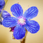 100 BLUE ANGEL ANCHUSA (Summer Forget Me Not) Anchusa Carpensis Flower Seeds