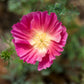 100 PURPLE Gleam CALIFORNIA POPPY Eschscholzia Californica Flower Seeds