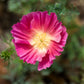 1000 MIXED Colors CALIFORNIA POPPY (Ballerina / Mission Bells) Eschscholzia Californica Flower Seeds