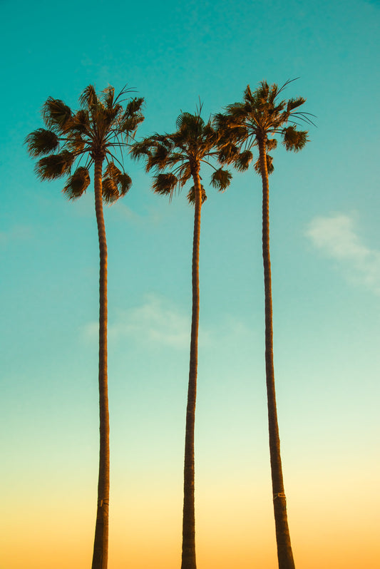 30 CALIFORNIA FAN PALM Tree Petticoat Arizona Desert Washingtonia Filifera Seeds
