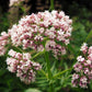 250 VALERIAN (Garden Heliotrope / Heal All) Valeriana Officinalis Herb Flower Seeds