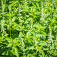 1500 LEMON BASIL Ocimum Basilicum HERB Flower Seeds