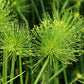 20 Cyperus PAPYRUS Paper Reed Water Plant Egyptian Nile Grass Yellow Flower Seeds