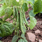 50 NAVY BEAN Michigan Pea White Phaseolus Vulgaris Soup Vegetable Seeds
