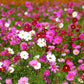 350 COSMOS SENSATION MIX Mixed Colors Cosmos Bipinnatus Flower Seeds