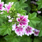 20 ZEBRA MALLOW Malva sylvestris var. Zebrina Flower Seeds
