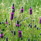 700 PURPLE PRAIRIE CLOVER Dalea Purpurea Flower Seeds