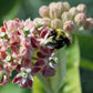 50 SHOWY (Greek) MILKWEED Asclepias Speciosa Flower Seeds