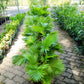 5 GREEN SAW PALMETTO Serenoa Repens American Dwarf Palm Tree Shrub Edible Fruit Sun or Shade Seeds