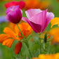 1000 MIXED Colors CALIFORNIA POPPY (Ballerina / Mission Bells) Eschscholzia Californica Flower Seeds