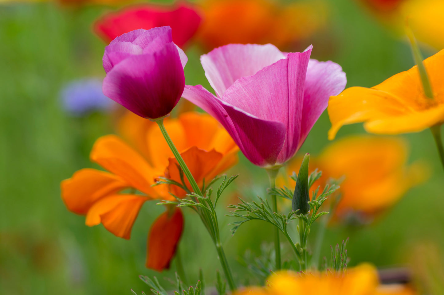 1000 MIXED Colors CALIFORNIA POPPY (Ballerina / Mission Bells) Eschscholzia Californica Flower Seeds