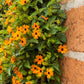 30 BLACK Eyed SUSAN VINE Thunbergia Alata Orange Yellow Black Flower Seeds