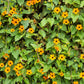 30 BLACK Eyed SUSAN VINE Thunbergia Alata Orange Yellow Black Flower Seeds
