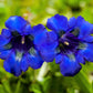 15 Blue STEMLESS GENTIAN Gentiana Acaulis Kochiana Flower Seeds