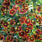 100 HELENIUM ' AUTUMN LEAVES ' Mix Helenium Autumnale Sneezeweed Mixed Colors Flower Seeds