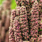 100 Organic BRILLIANT RAINBOW QUINOA Mix Mixed Colors Chenopodium Grain Greens Vegetable Seeds