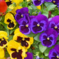 250 Mixed Colors SWISS GIANT PANSY Viola Wittrockiana Flower Seeds