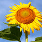 75 MAMMOTH GREY Stripe SUNFLOWER Helianthus Annuus Flower Seeds