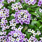 500 Sweet ALYSSUM PASTEL CARPET Mix Lobularia Maritima Flower Seeds