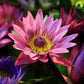 3 Organic Mixed Colors LOTUS Nelumbo Nucifera Pond Water Lily Lilypad Blue Red Flower Large Seeds