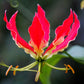 10 RED GLORIOSA LILY Flame Lily Gloriosa Superba Red & Yellow Flower Vine Seeds