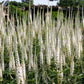 1000 CULVERS ROOT (Black Root) Veronicastrum Virginicum Flower Seeds