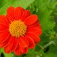 50 RED MEXICAN Torch SUNFLOWER Tithonia Rotundifolia Red Orange Flower Seeds
