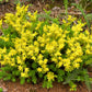 200 GOLDEN CARPET SEDUM Acre Gold Moss Stonecrop Flower Seeds