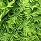 1000 + SENSITIVE FERN Onoclea Sensibilis aka Bead or Sympathy Fern Spores Seeds