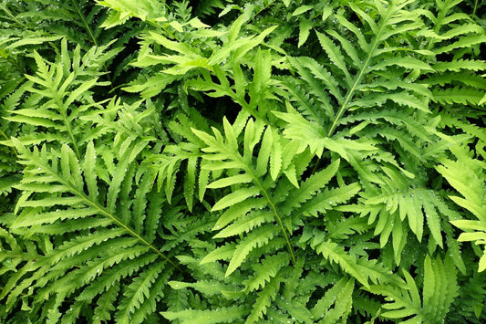 1000 + SENSITIVE FERN Onoclea Sensibilis aka Bead or Sympathy Fern Spores Seeds