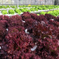 3000 Leaf Lettuce RED SALAD BOWL Lactuca Sativa Vegetable Seeds