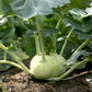 2000 WHITE VIENNA KOHLRABI German Turnip / Turnip Cabbage Brassica Oleracea Root & Leaf Vegetable Seeds