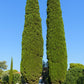 20 MEDITERRANEAN CYPRESS TREE Italian Pencil Pine Cedar Cupressus Sempervirens Stricta Seeds