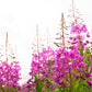 300 FIREWEED / ROSEBAY (Great Willowherb) Epilobium Angustifolium Flower Seeds