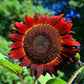 25 RED SUN SUNFLOWER Helianthus Annuus Flower Seeds
