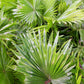5 GREEN SAW PALMETTO Serenoa Repens American Dwarf Palm Tree Shrub Edible Fruit Sun or Shade Seeds