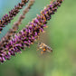 50 FRAGRANT FALSE INDIGO (Dwarf Wild Indigo) Amorpha Nana Flower Seeds