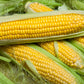 100 IOCHIEF Yellow SWEET CORN Aas Winner Zea Mays Vegetable Seeds