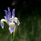 50 MISSOURI IRIS Missouriensis Rocky Mountain Blue Purple Yellow Flower Seeds