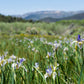 50 MISSOURI IRIS Missouriensis Rocky Mountain Blue Purple Yellow Flower Seeds