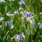 50 MISSOURI IRIS Missouriensis Rocky Mountain Blue Purple Yellow Flower Seeds