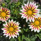 30 Mixed Colors GAZANIA Rigens Treasure Flower Seeds
